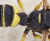 Cerceris quadricincta corsica